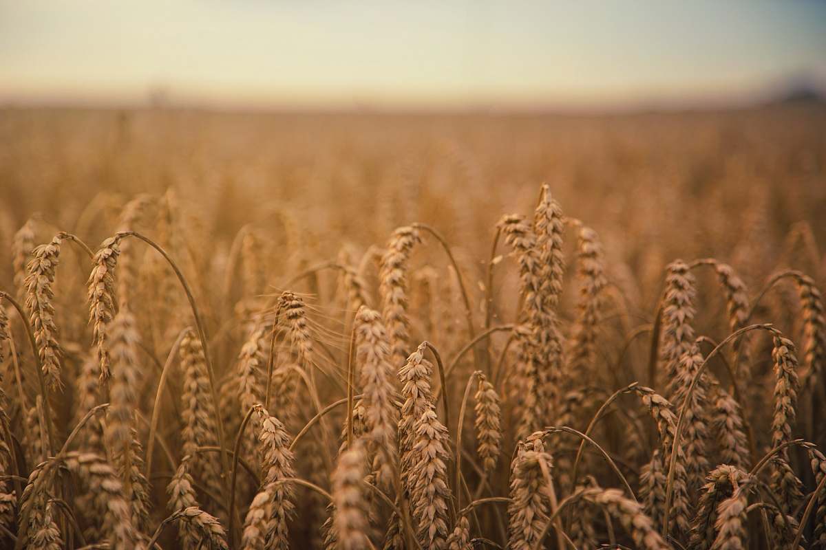 grain brown wheatfield food