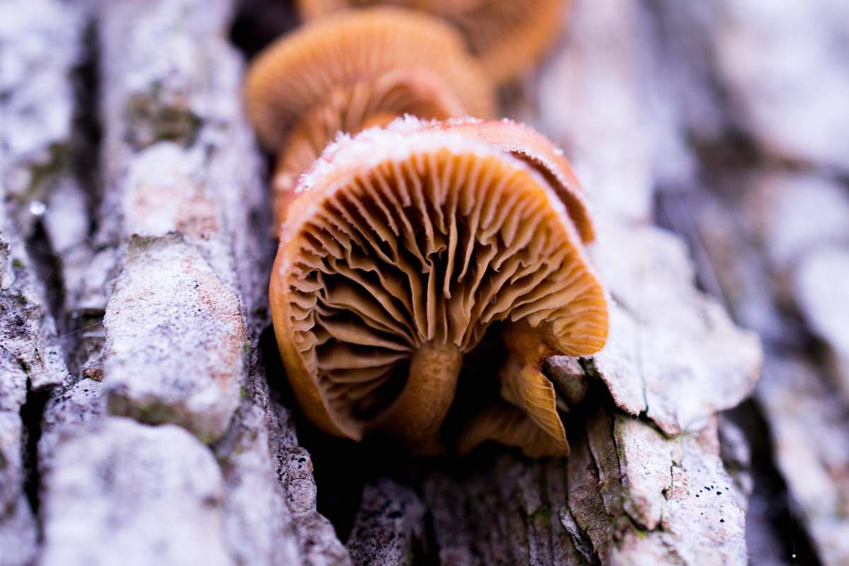 fungus brown wood ear agaric