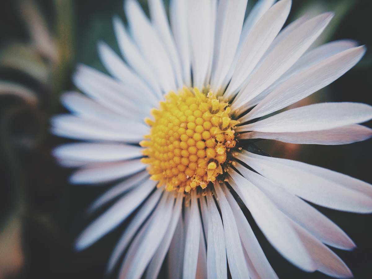 flower closed up photo of daisy flower daisy