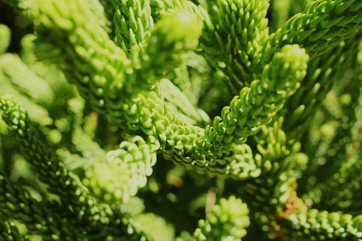 conifer closeup photo of fir tree