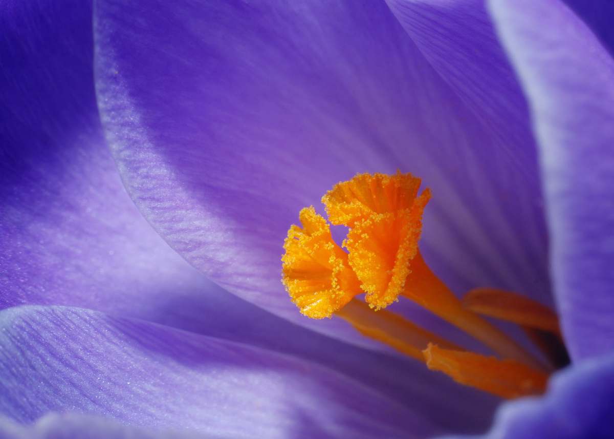 flower closeup photo of purple petaled flowers flora