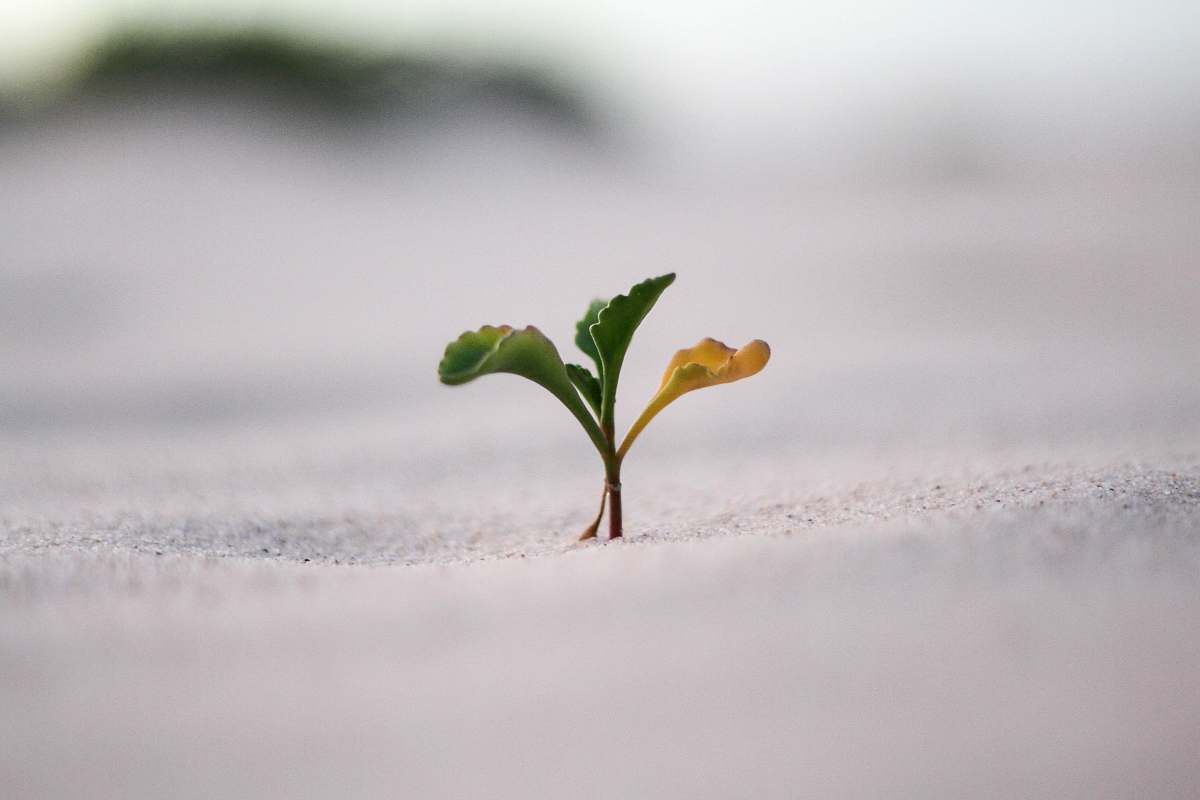 nature closeup photography of plant on ground sprout