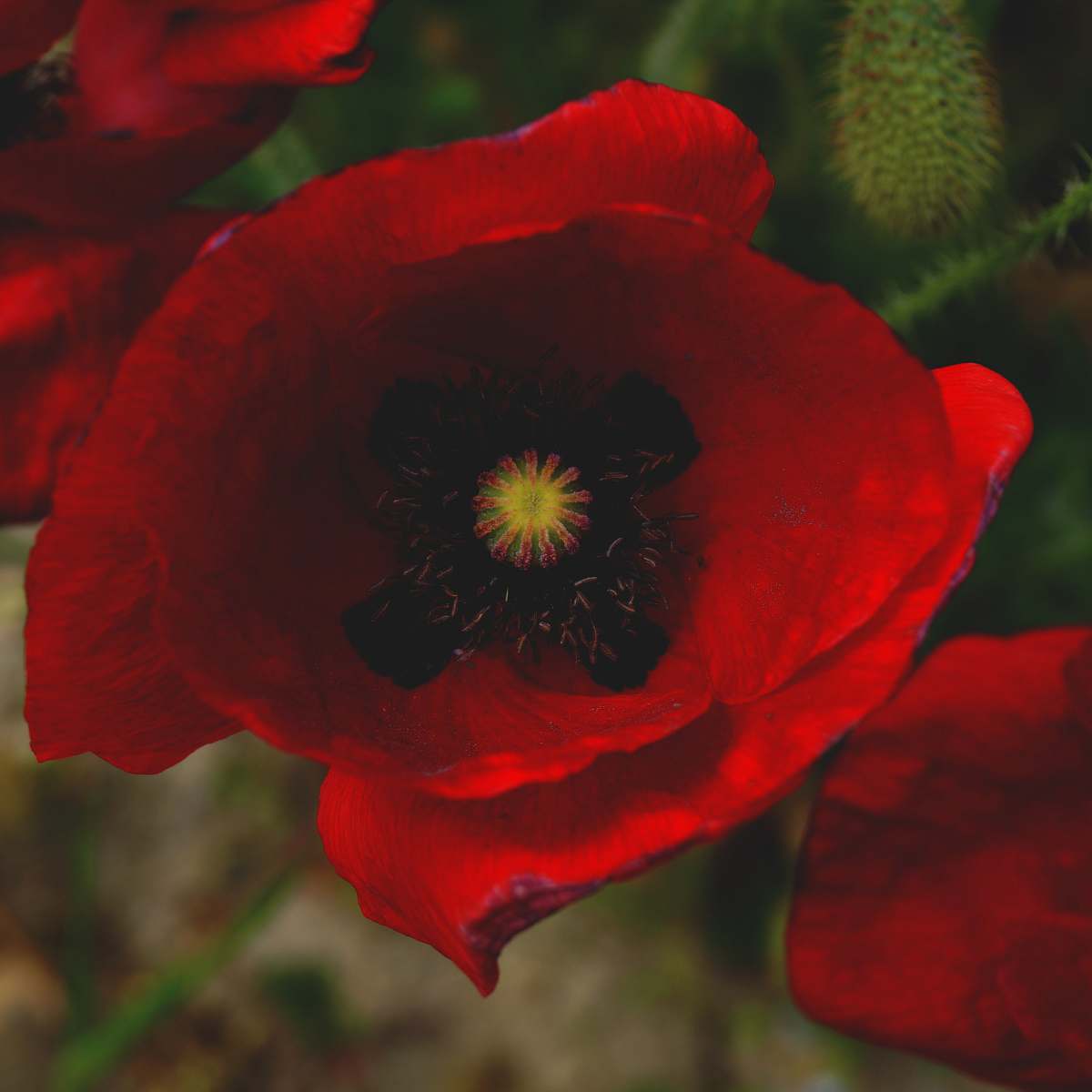 flower focus photography of common poppy poppy