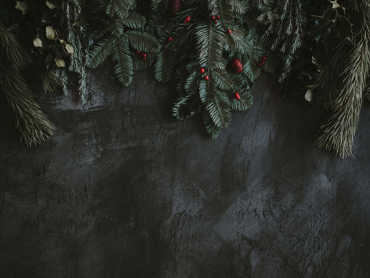 tree gray pine leaves on gray surface festive