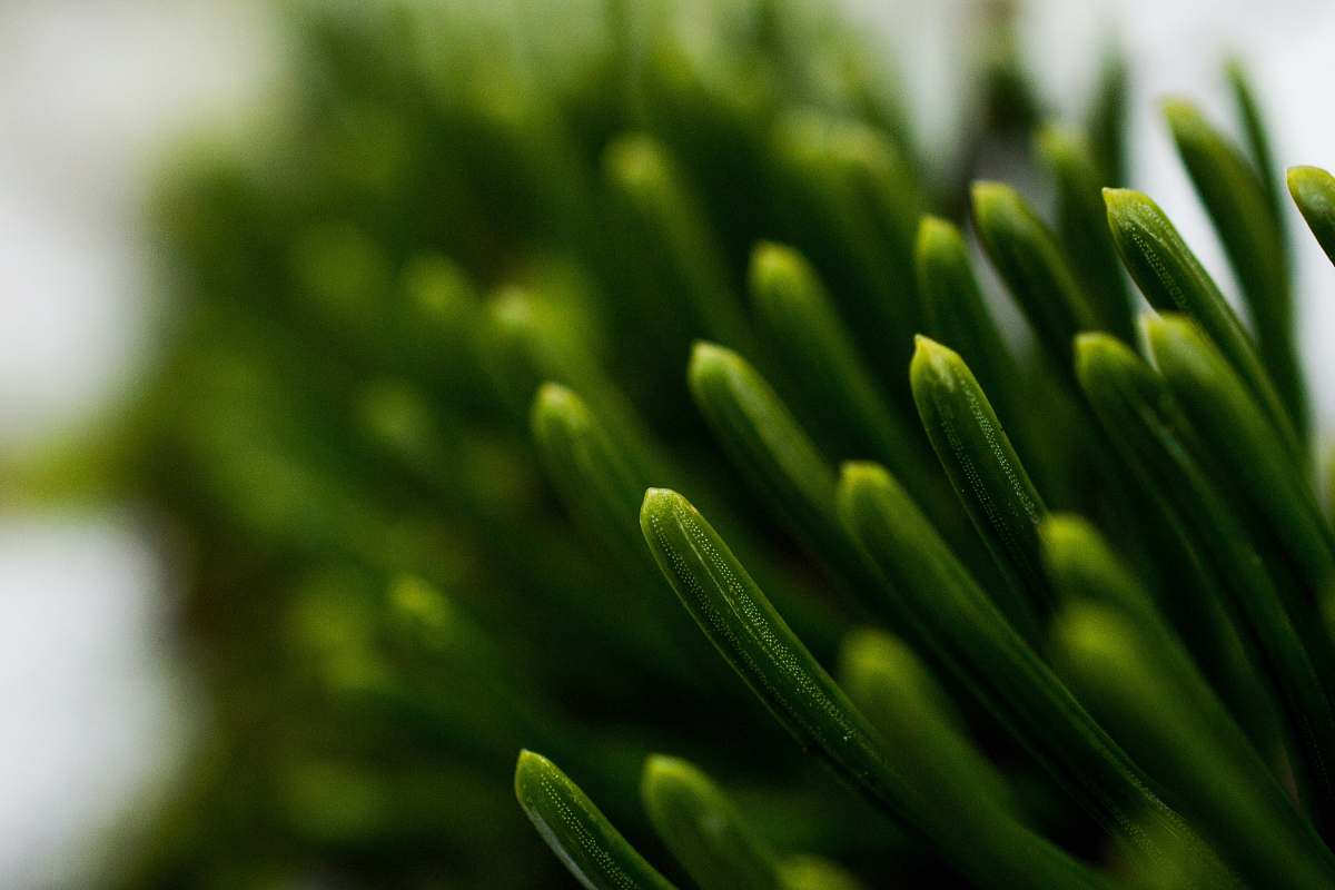 tree green grass conifer