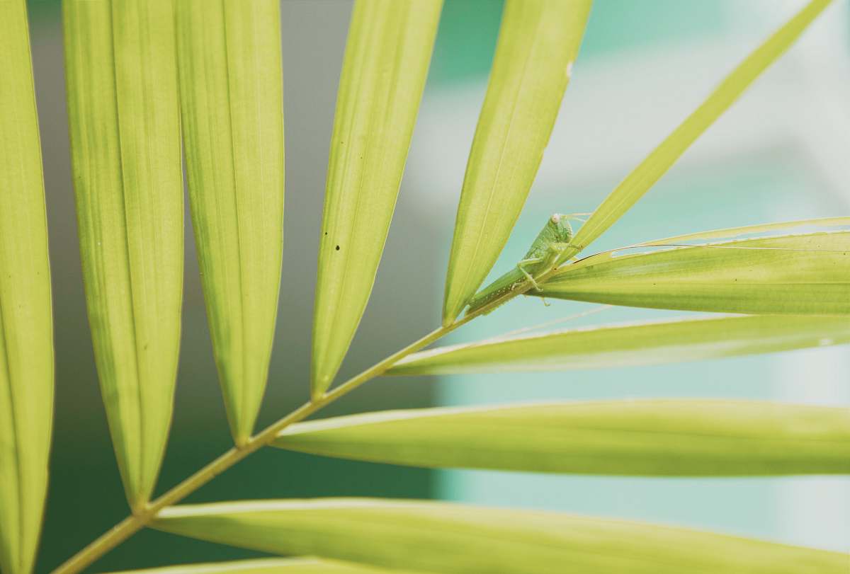 leaf green grasshopper on green leaf plant macro