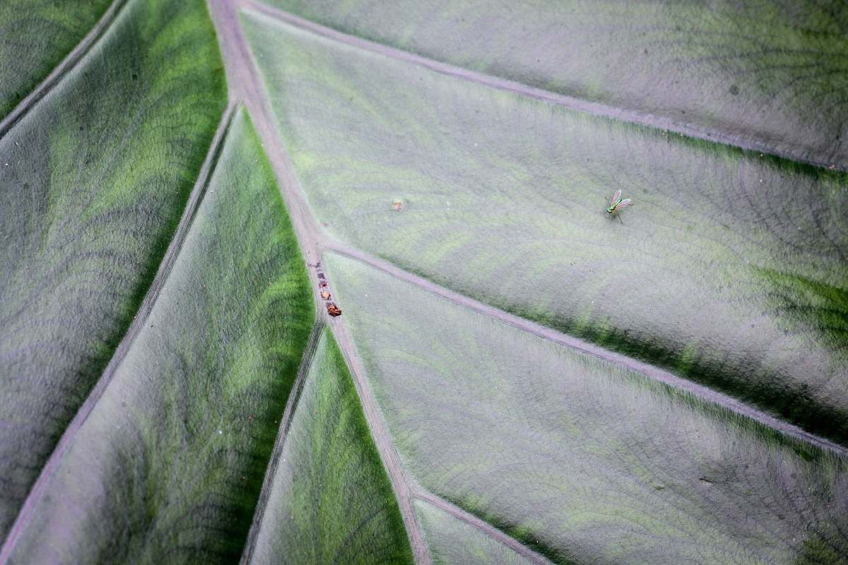 insect green leaf leaf