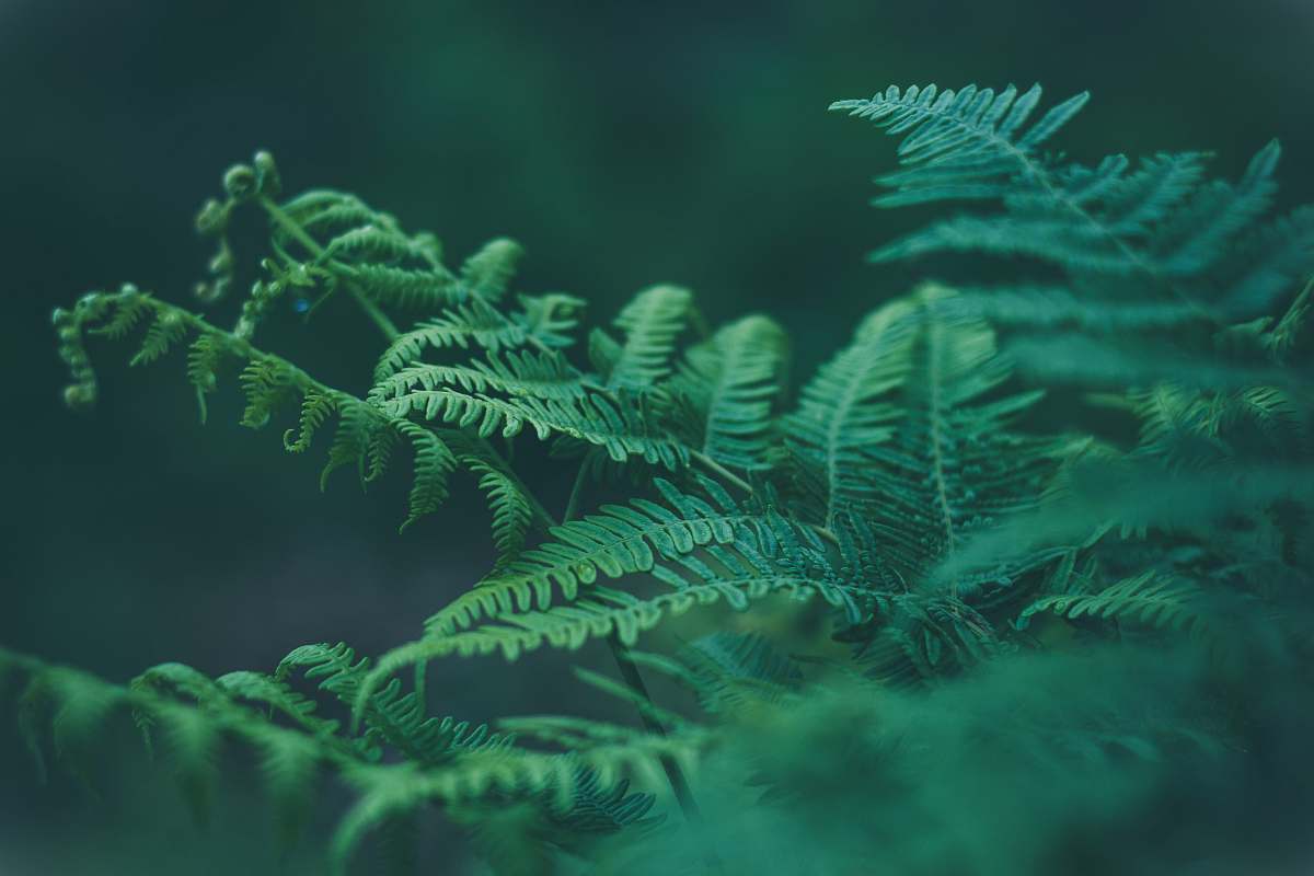 nature green leafed plant flora