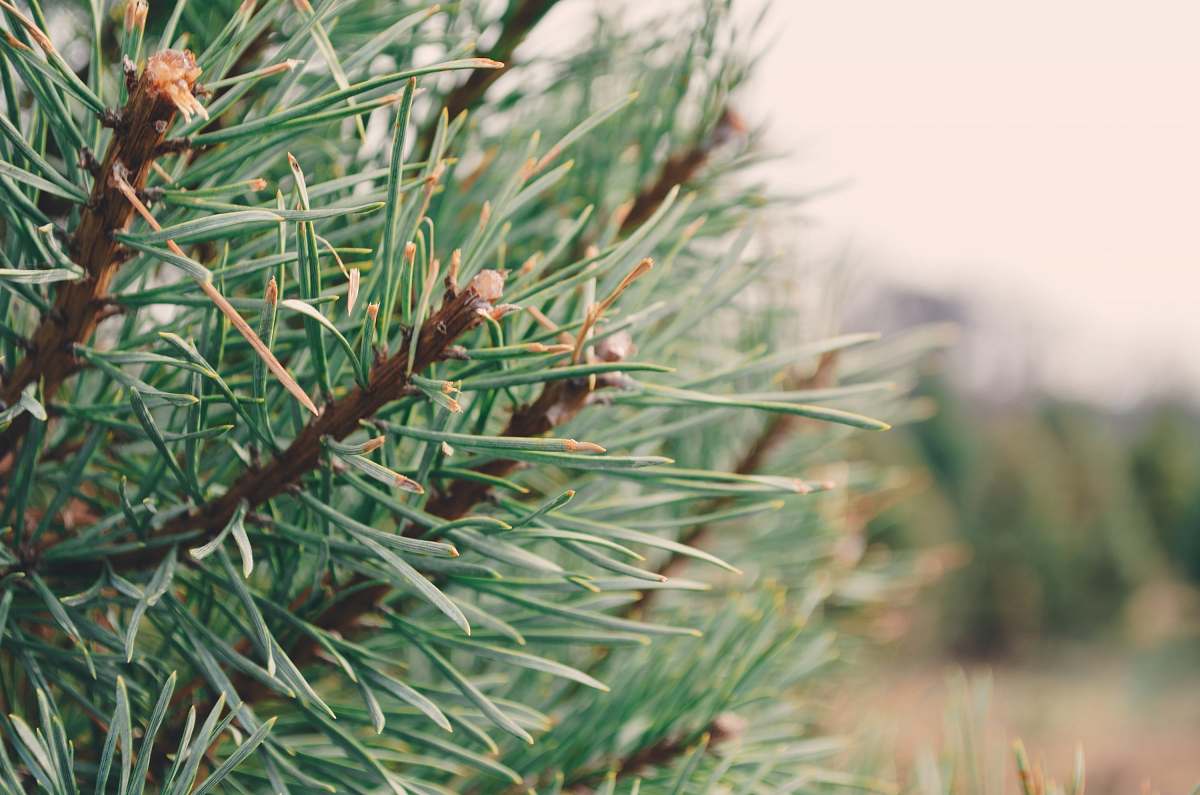 tree green-leafed plant pine
