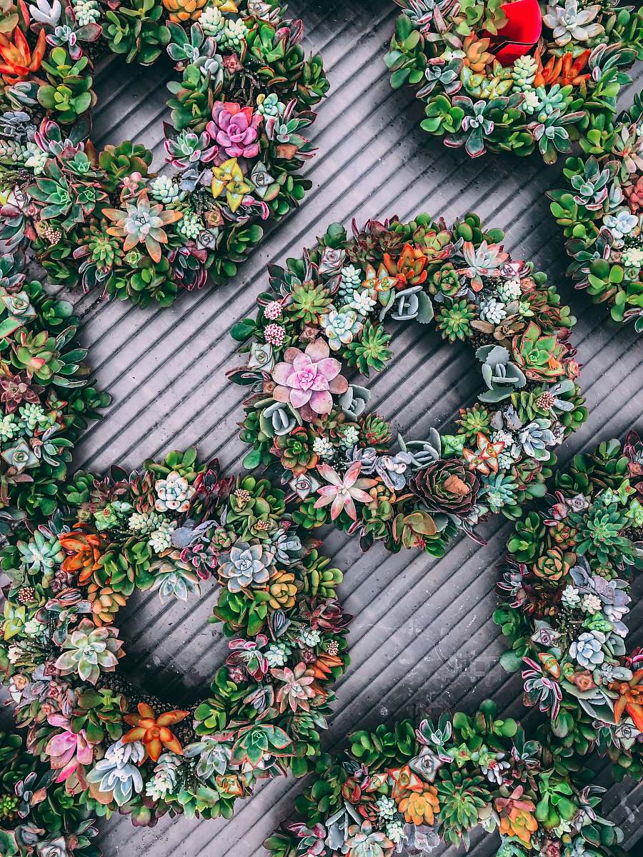 wreath green round succulent plants succulent