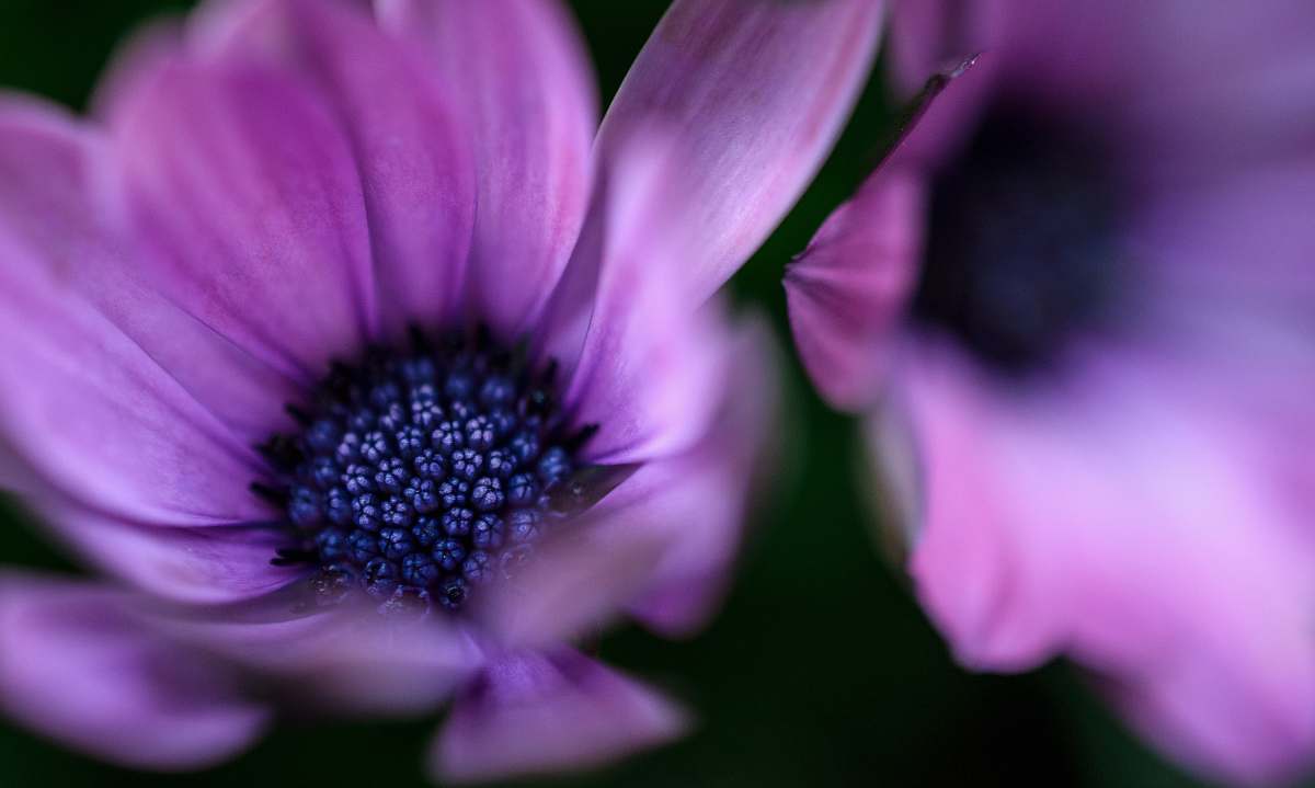 flower macro photography of purple petaled flower purple