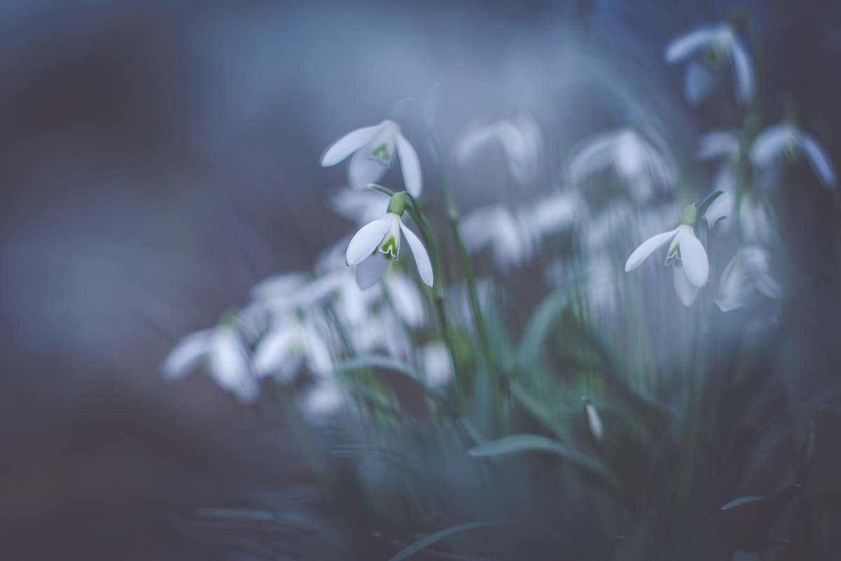 flower macroshot photography of white flowers petal
