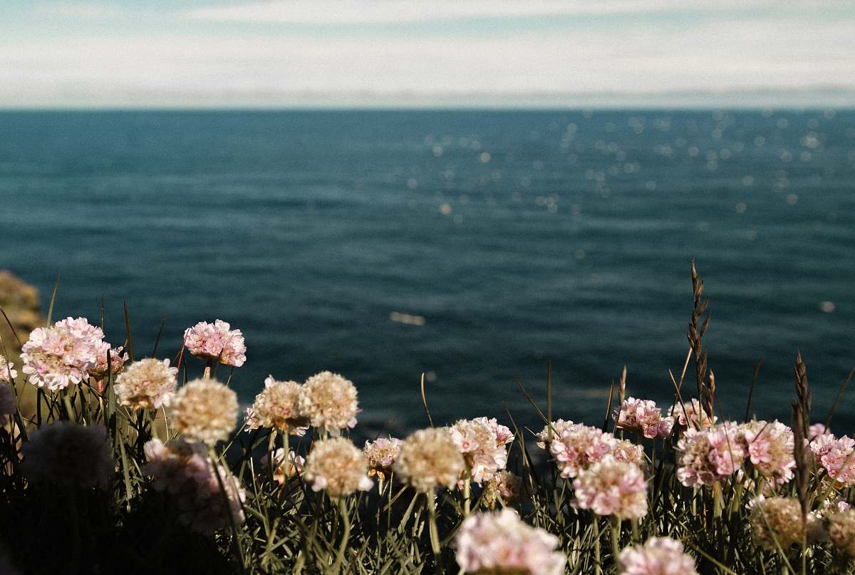 flower pink flowers near the ocean flowers