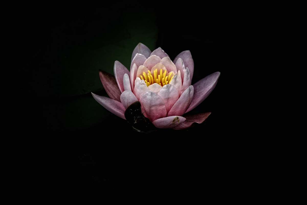 flower pink lotus photography nature