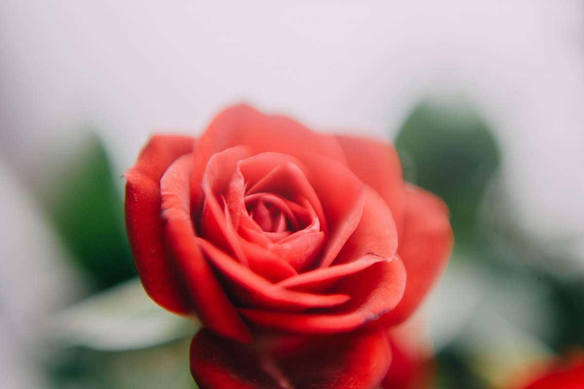 flower red-petaled rose rose