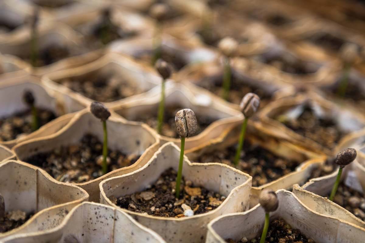 sprout row of bean sprout coffee