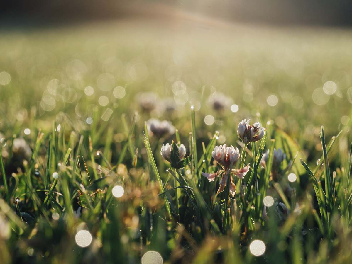 flora selective focus photography of blooming white petaled flowers under sunny day grass