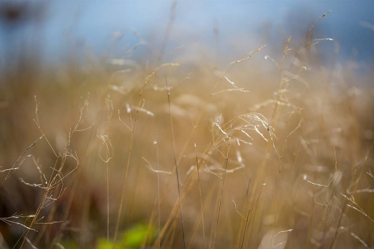 grass selective focus photography of brown grains flora