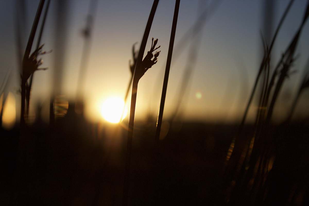 reed selective focus photography of grass grass