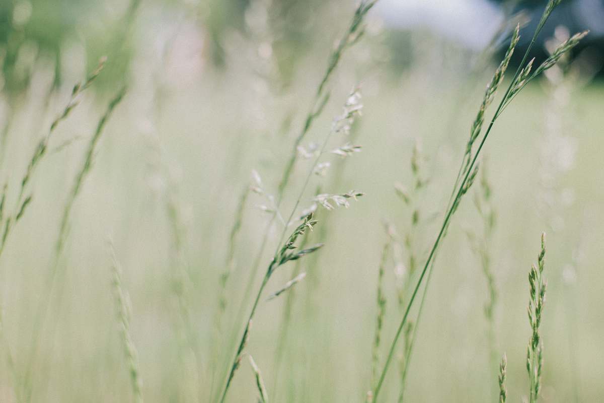 grass selective focus photography of green leaf plants flora