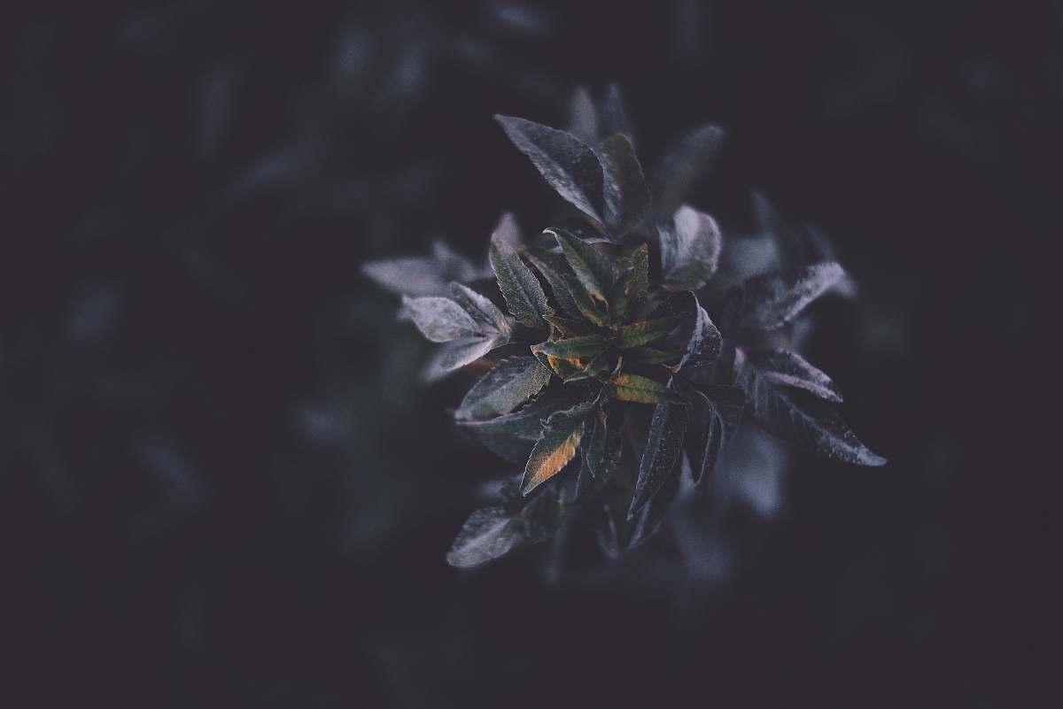 grey selective focus photography of green plant tree