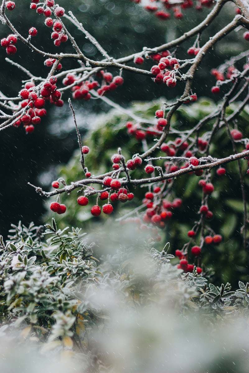 tree selective focus photography of red fruits during daytime christmas tree