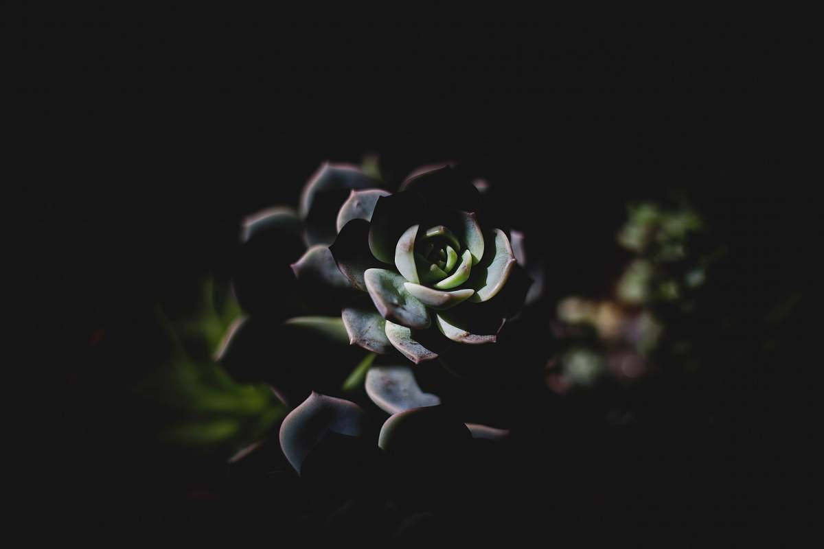 dark selective focus photography of succulent plant flower