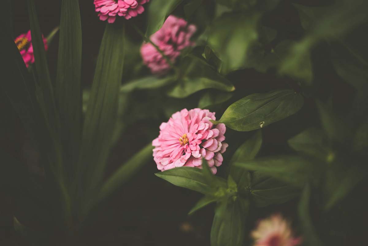 flower shallow focus photo of lower pink