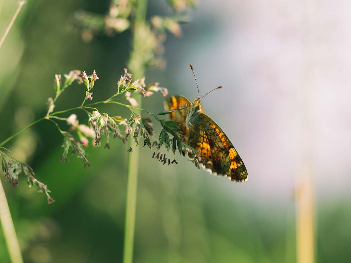 butterfly shallow focus photography of butterfly perched on flower grass