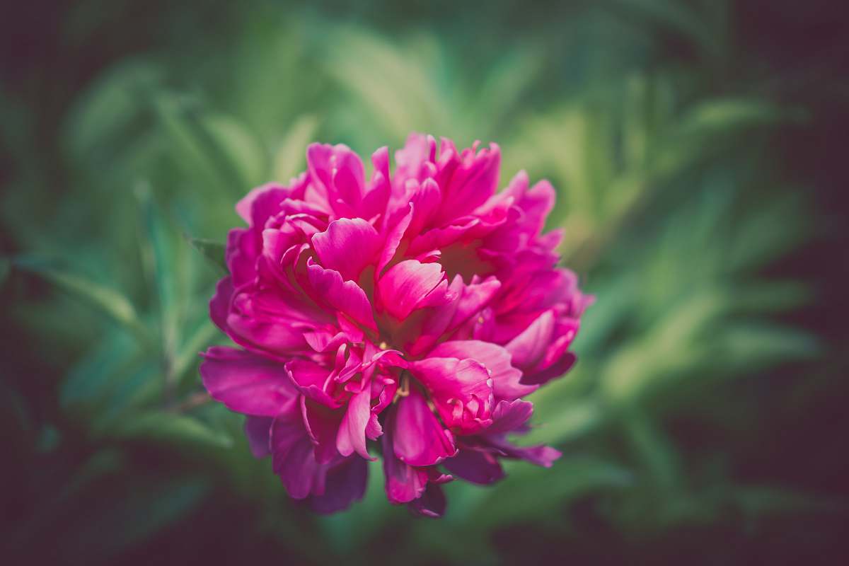 flower shallow focus photography of pink flower peony
