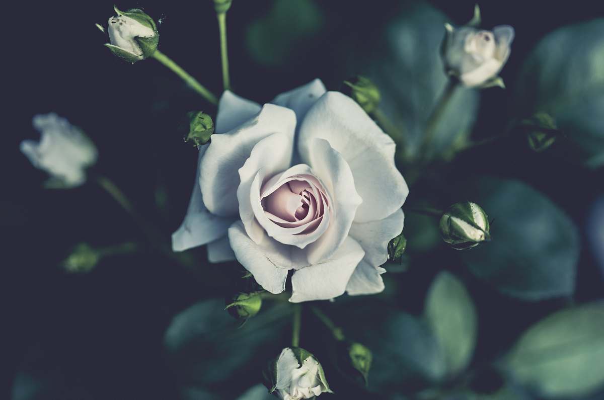 flower shallow focus photography of white flowers rose