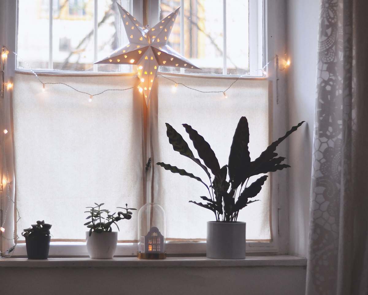 jar three green plants in vase beside windowpane flora