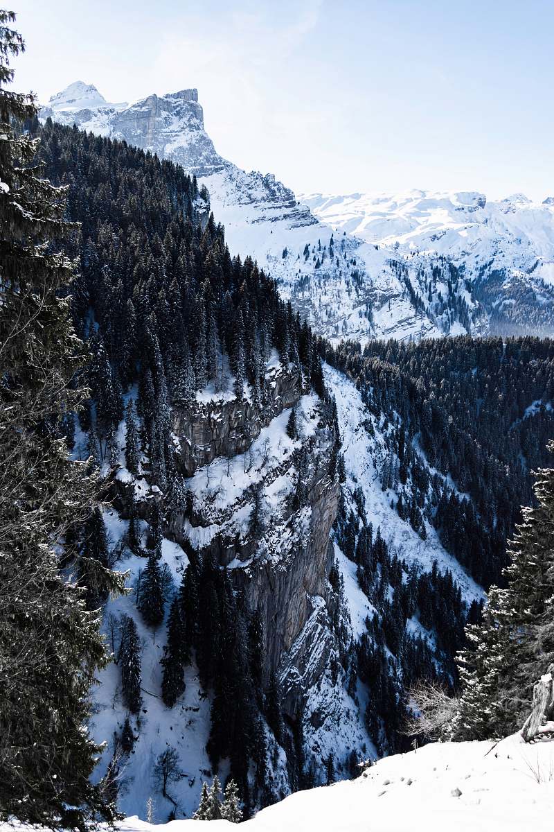 fir trees near snow covered mountains abies