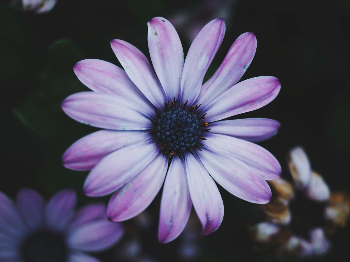 flower white and pink flower shallow focus photography flora
