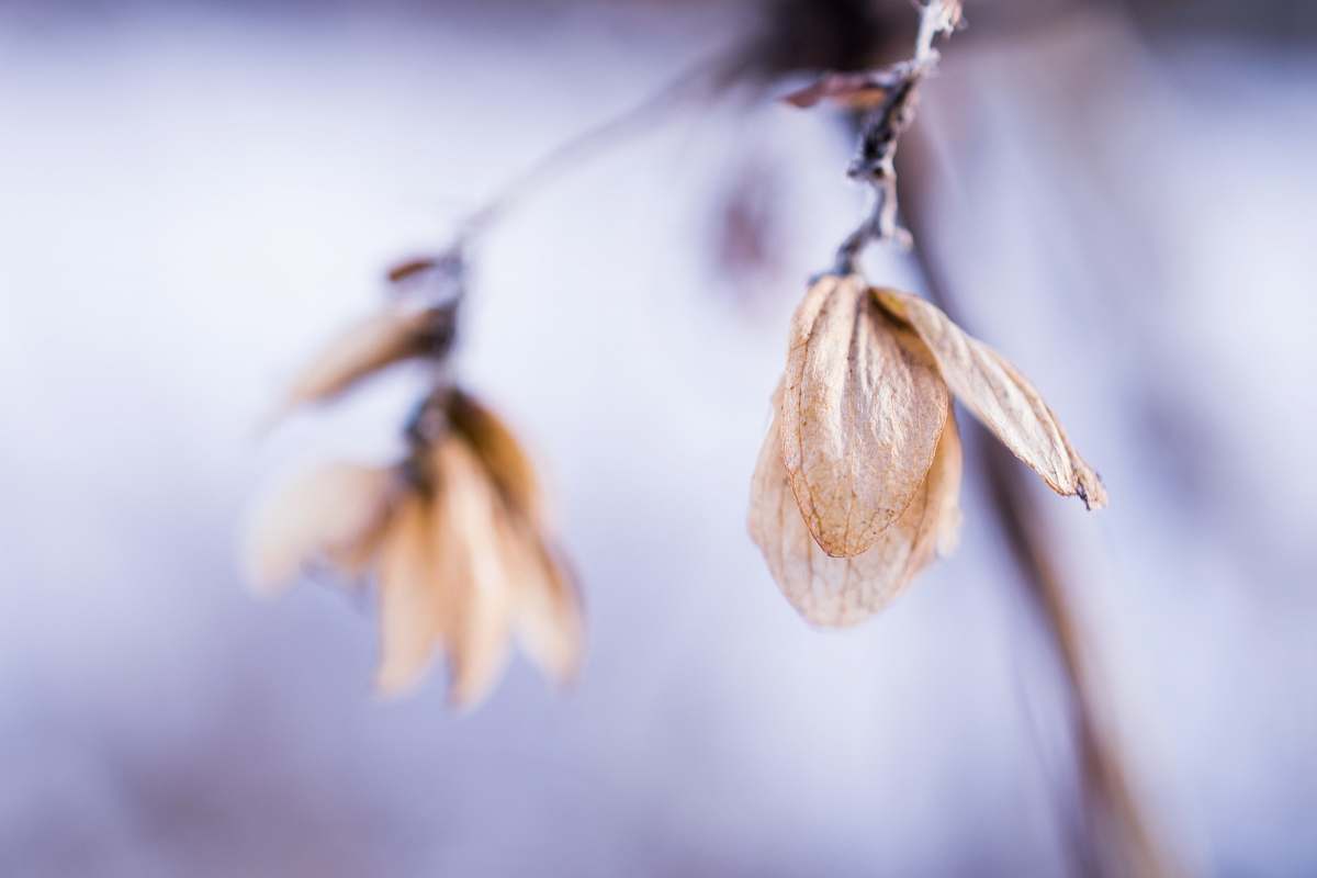 dry yellow flowers during daytime cold