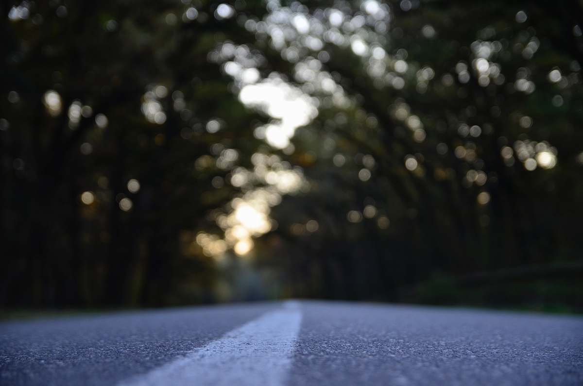 trees black asphalt road between tree line asphalt