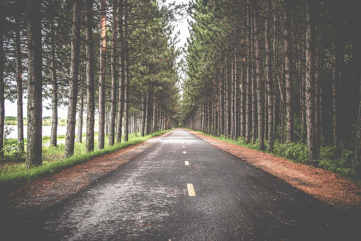 nature empty asphalt road in between row of trees path