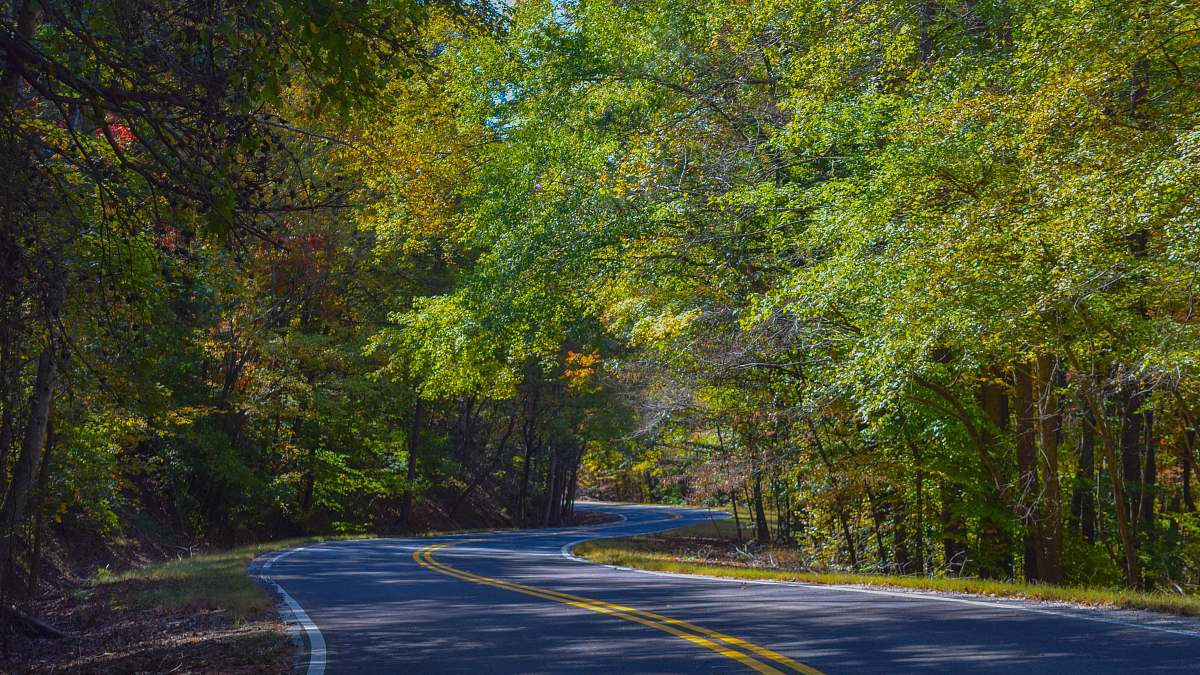 freeway empty highway in the middle of tall trees at daytime highway