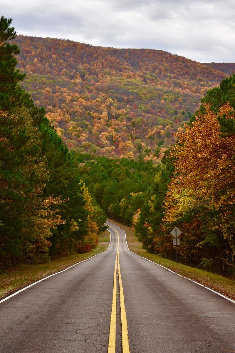 highway road between field of trees freeway