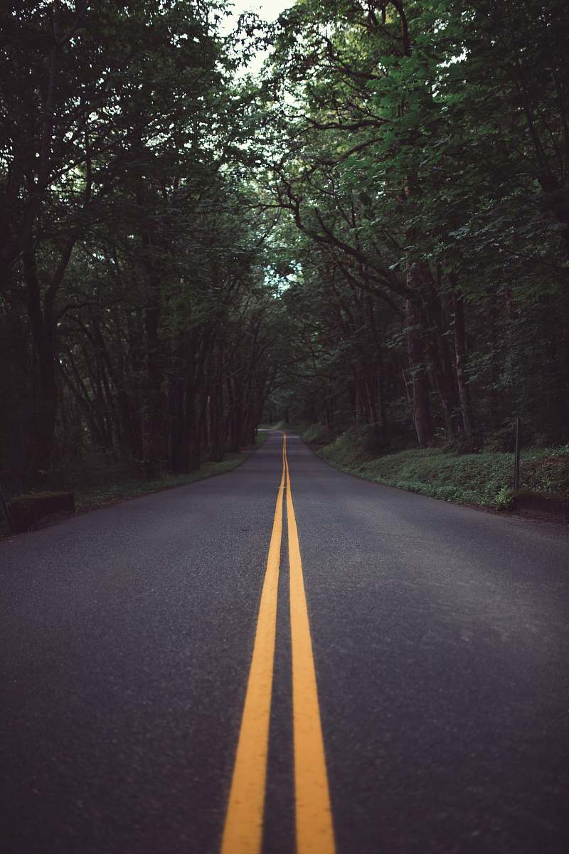 trees road surrounded by trees portland