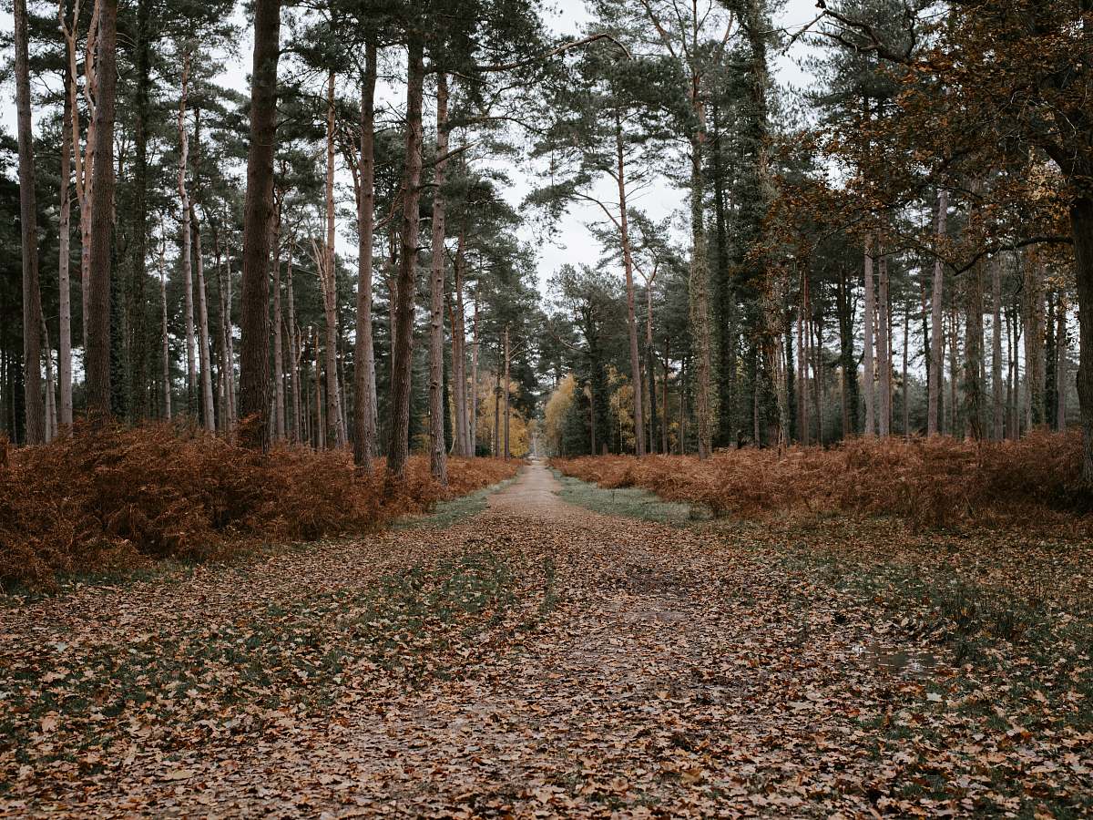 gravel trees during day dirt road
