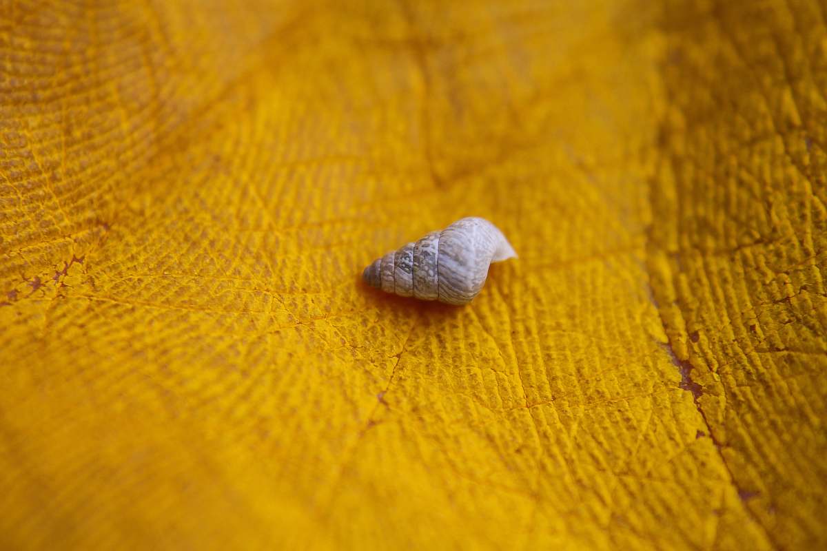 paint macro photography of snail on yellow surface palm