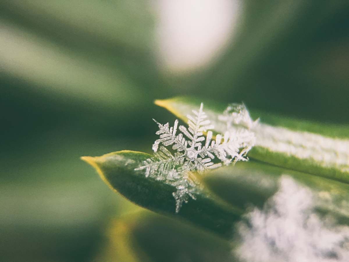 winter focus photo of snowflakes ice