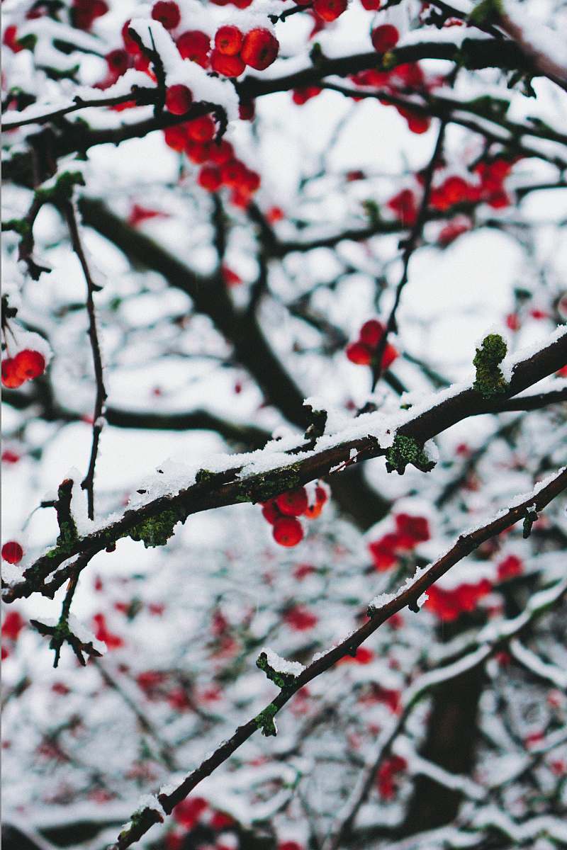 outdoors red cherries on branches ice