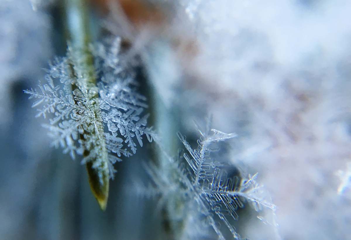 winter shallow focus photography of snow flakes ice