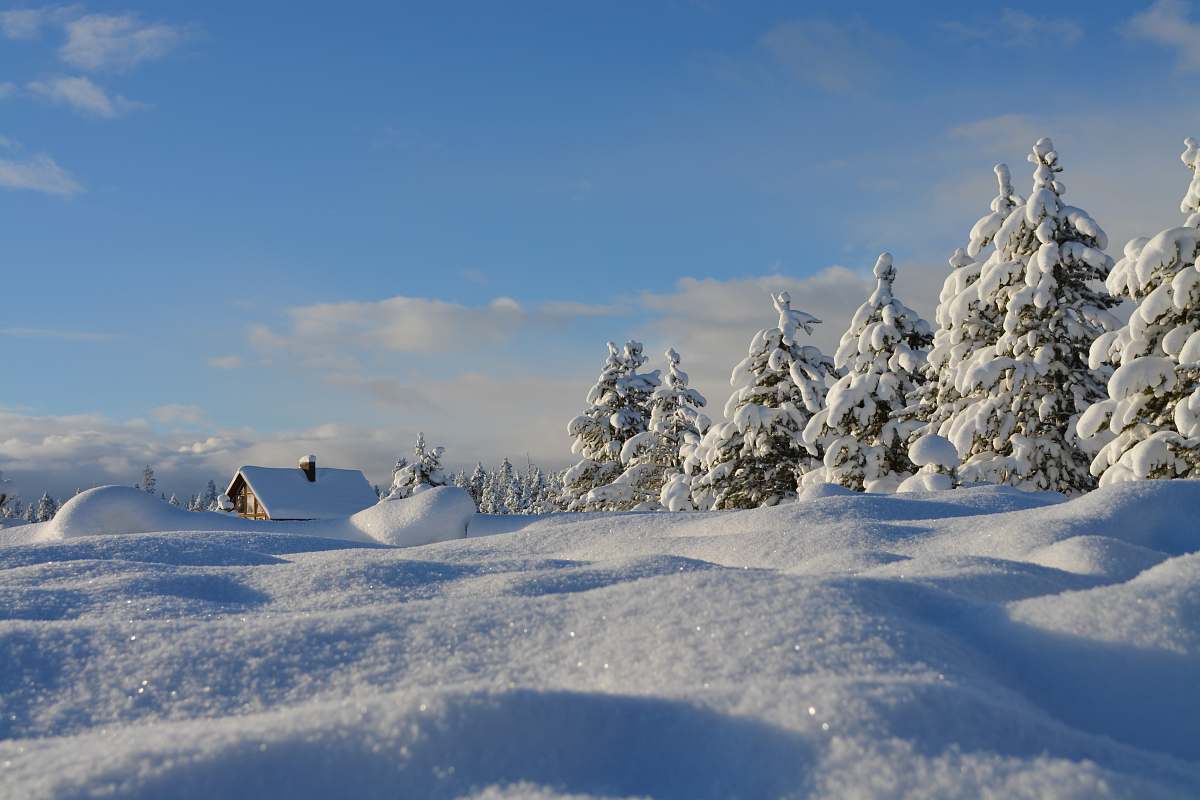 winter snow-covered trees under blue cloudy sky tree