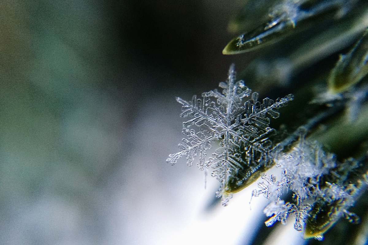 ice  tree