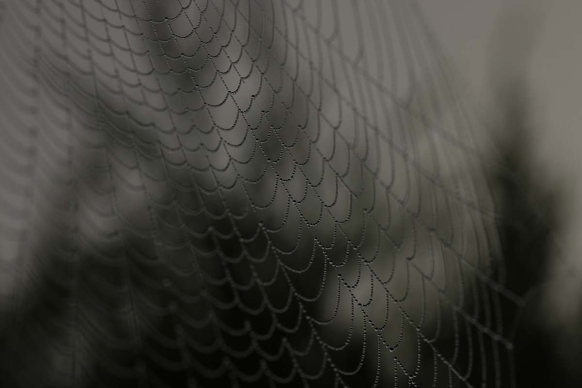 web close up shot of spider web spider web