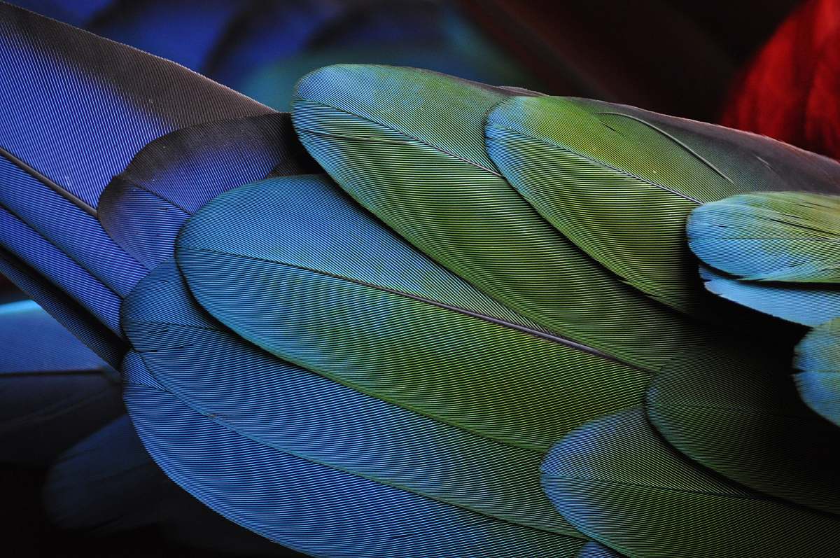 feather green and blue feathers bird
