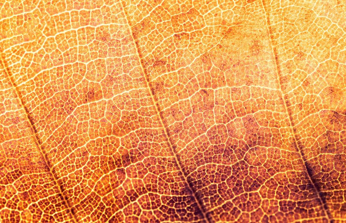 leaf micro photograph of leaf autumn